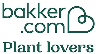 BAKKER Set of 4 air-Purifying Plants with Decorative pots | Chlorophytum, Areca Palm, Spathiphyllum, Asplenium | Tropical Indoor Plants | Height 25-30cm | Grey ELHO pots Ø 12,5cm - Image 6
