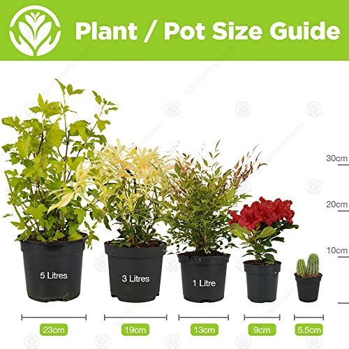 Crassula Ovata - Premium Indoor 'Money Tree' Office Desk Houseplant in 12cm Pot - Image 4