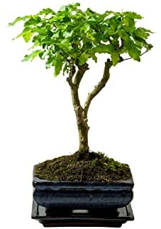 Broom Style Bonsai Tree with Pot – House and Desktop Plant, Real Live Indoor Bonsai, Very Easy to Care for. - 20cm to 30cm High