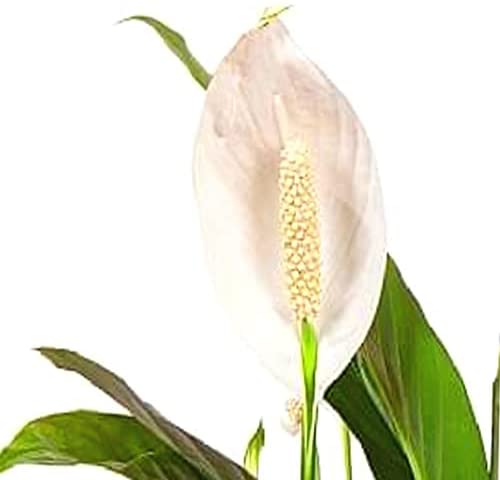 Spathiphyllum 'Peace Lily' Large House Plant - Live Indoor House Potted Tree Perfect for Office, Home, Bedroom, Kitchen and Living Room, Delivered Next Day Prime - Image 3