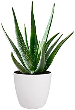 Aloe Vera Plant - Large Plant Around 30-40cm Including Pot for The Home Or Office