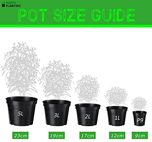 Spathiphyllum 'Peace Lily' Large House Plant - Live Indoor House Potted Tree Perfect for Office, Home, Bedroom, Kitchen and Living Room, Delivered Next Day Prime - Image 6