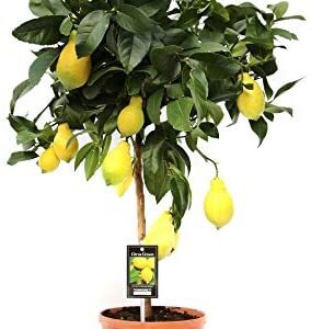 Lemon Tree Indoor Plant | houseplant | Height 80cm | Pot 22cm | Living Room Ready Potted Citrus Lemon Plant