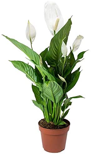Spathiphyllum 'Peace Lily' Indoor Plants - 1 x Potted Lily House Plant 9cm Pot - Image 2