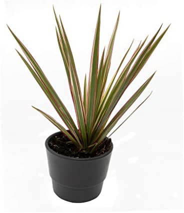 6 Indoor House Plants in 9cm Pots, Mix of Real Plants for Indoors. Ideal Live Plants for Your Home to Grow in Your bedrooms, bathrooms, Kitchens and Living Rooms. from Newlands - Image 7
