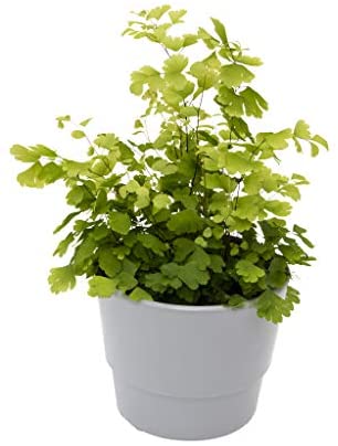 6 Indoor House Plants in 9cm Pots, Mix of Real Plants for Indoors. Ideal Live Plants for Your Home to Grow in Your bedrooms, bathrooms, Kitchens and Living Rooms. from Newlands - Image 2