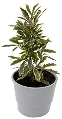 6 Indoor House Plants in 9cm Pots, Mix of Real Plants for Indoors. Ideal Live Plants for Your Home to Grow in Your bedrooms, bathrooms, Kitchens and Living Rooms. from Newlands - Image 5