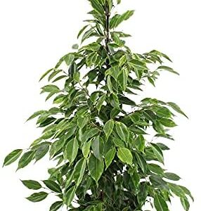 Ficus benjamina "Anastasia" XL | Weeping Fig | Height 100-110 cm Pot Ø 21 cm
