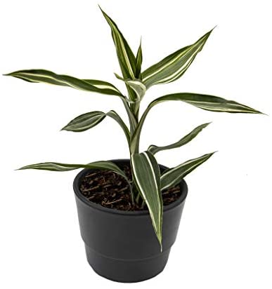 6 Indoor House Plants in 9cm Pots, Mix of Real Plants for Indoors. Ideal Live Plants for Your Home to Grow in Your bedrooms, bathrooms, Kitchens and Living Rooms. from Newlands - Image 8