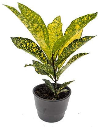 6 Indoor House Plants in 9cm Pots, Mix of Real Plants for Indoors. Ideal Live Plants for Your Home to Grow in Your bedrooms, bathrooms, Kitchens and Living Rooms. from Newlands - Image 6