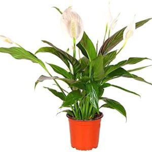 Spathiphyllum 'Peace Lily' Large House Plant - Live Indoor House Potted Tree Perfect for Office, Home, Bedroom, Kitchen and Living Room, Delivered Next Day Prime