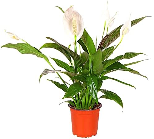 Spathiphyllum 'Peace Lily' Large House Plant - Live Indoor House Potted Tree Perfect for Office, Home, Bedroom, Kitchen and Living Room, Delivered Next Day Prime