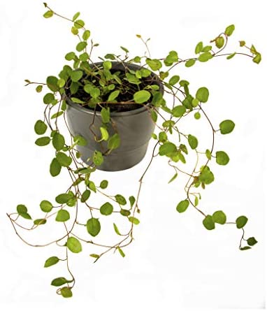 6 Indoor House Plants in 9cm Pots, Mix of Real Plants for Indoors. Ideal Live Plants for Your Home to Grow in Your bedrooms, bathrooms, Kitchens and Living Rooms. from Newlands - Image 9