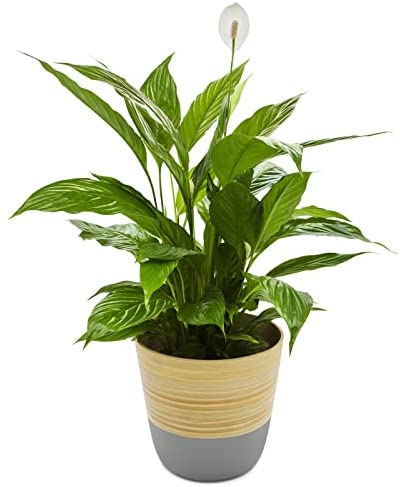 Dehaus® Stylish Handmade Bamboo Plant Pot, Indoor Pots for House Plants, Flower Pots, Contemporary Indoors Planter, Wooden Planters in Grey, White, Sage Green, Blue, 17cm diameter x 16cm high (Medium) - Image 6