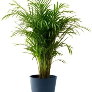 Indoor Potted Plant | Houseplant | Green Plant | Areca Palm Tree | Height 100 - 125 cm | Easy Maintenance (125cm, Dark Blue)