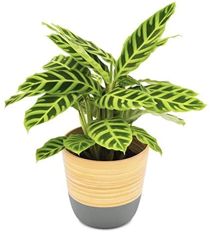 Dehaus® Stylish Handmade Bamboo Plant Pot, Indoor Pots for House Plants, Flower Pots, Contemporary Indoors Planter, Wooden Planters in Grey, White, Sage Green, Blue, 17cm diameter x 16cm high (Medium) - Image 5