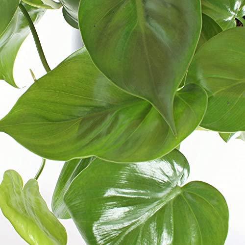 1 x Philodendron scandens for Sale | Indoor Sweetheart Plant in Hanging Basket - Image 3