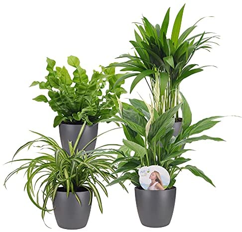 BAKKER Set of 4 air-Purifying Plants with Decorative pots | Chlorophytum, Areca Palm, Spathiphyllum, Asplenium | Tropical Indoor Plants | Height 25-30cm | Grey ELHO pots Ø 12,5cm - Image 2