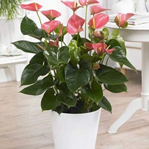 Pink Anthurium Laceleaf Colourful Indoor Flowering House Plant | 13cm Pot