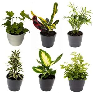 6 Indoor House Plants in 9cm Pots, Mix of Real Plants for Indoors. Ideal Live Plants for Your Home to Grow in Your bedrooms, bathrooms, Kitchens and Living Rooms. from Newlands