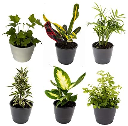 6 Indoor House Plants in 9cm Pots, Mix of Real Plants for Indoors. Ideal Live Plants for Your Home to Grow in Your bedrooms, bathrooms, Kitchens and Living Rooms. from Newlands
