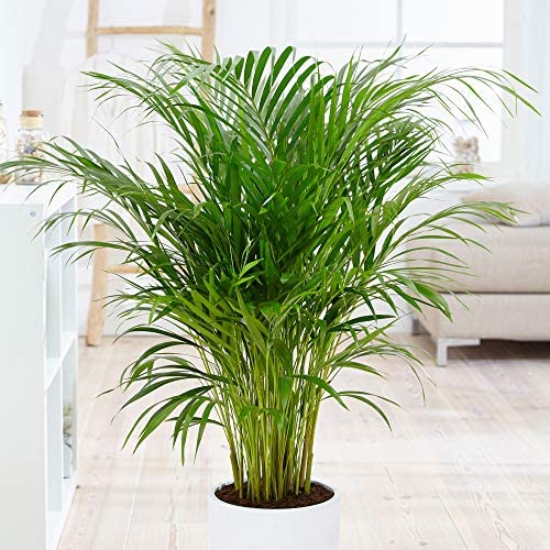 House Plant Collection, 4 Plants in 12cm Pots, Indoor Plants, Easy to Grow - Image 5