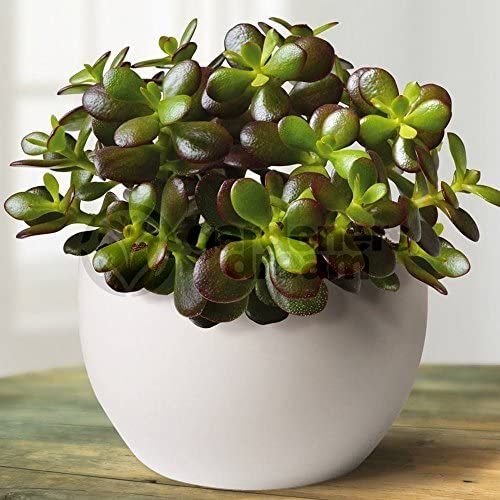 Crassula Ovata - Premium Indoor 'Money Tree' Office Desk Houseplant in 12cm Pot - Image 2