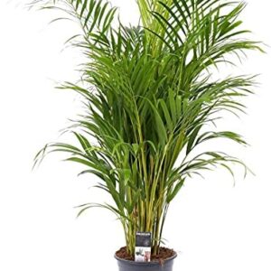 BAKKER Areca Dypsis lutescens | Air-Purifying Indoor Palm Tree | Height 55-65 cm | Pot Ø 17cm