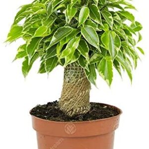 Ficus benjamina Variegated Kinky Weeping Fig Live Indoor Houseplant in 14cm Pot