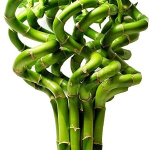 50cm Lucky Bamboo - 5 Spiral Stems - Indoor Plant Pot Garden Windowsill Bowl