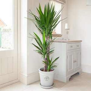 You Garden - Yucca elephantipes House Plant with 3 Stems, 1.3m Tall, in 24cm Pot