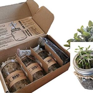 Set of 3: Indoor Herb Garden in Jars Rustic Eco Friendly Gift: Grow Your Own - Mint, Basil, Coriander, Rosemary, Parsley & Chives (Mint, Basil & Coriander)