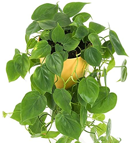 1 x Philodendron scandens for Sale | Indoor Sweetheart Plant in Hanging Basket