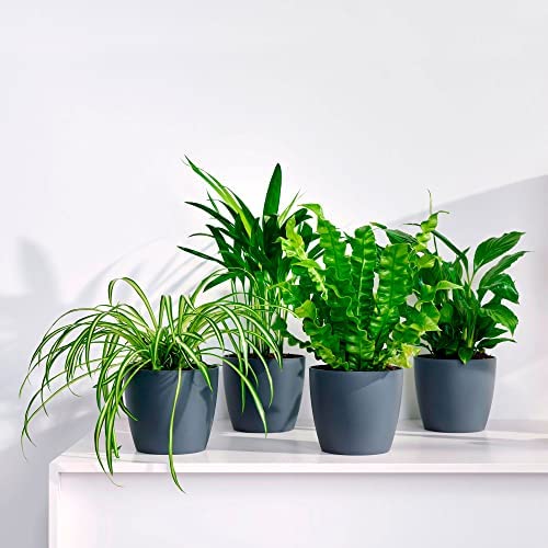 BAKKER Set of 4 air-Purifying Plants with Decorative pots | Chlorophytum, Areca Palm, Spathiphyllum, Asplenium | Tropical Indoor Plants | Height 25-30cm | Grey ELHO pots Ø 12,5cm