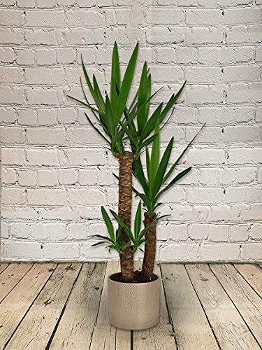 All Occasions, 3 Stem Yucca Plant, 1m Tall Perfect Home, Bedroom, Kitchen and Living Room, Perfect for Clean Air, Delivered Next Day Prime - Image 2