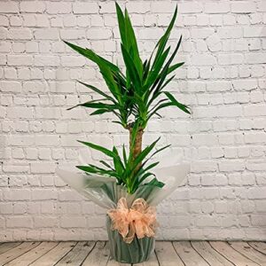 All Occasions, Yucca 2 Stem 100cm Real Indoor Plant for Home, Bedroom, Kitchen and Living Room, Perfect for Clean Air, Delivered Next Day Prime