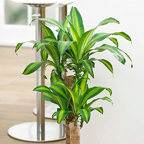House Plant Collection, 4 Plants in 12cm Pots, Indoor Plants, Easy to Grow - Image 4
