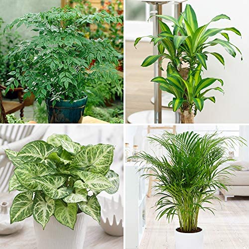 House Plant Collection, 4 Plants in 12cm Pots, Indoor Plants, Easy to Grow