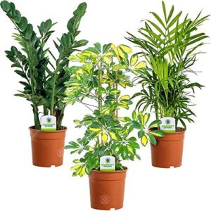 Indoor Plant Mix - 3 Plants - House / Office Live Potted Pot Plant Tree (Mix A - Schefflera Gerda, Zamioculca Zamiifolia & Chamaedorea Elegans)