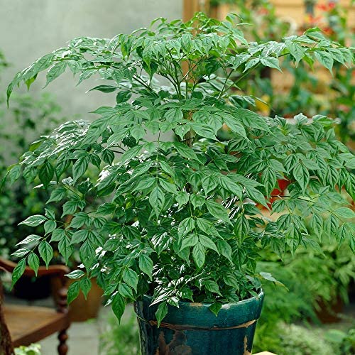House Plant Collection, 4 Plants in 12cm Pots, Indoor Plants, Easy to Grow - Image 3