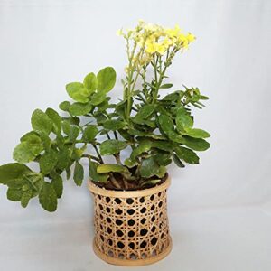 cane weave planter pot cover Set of 3, 5.5,4.5,6.5 inches height,rustic Smart home garden and office desk planterdecor