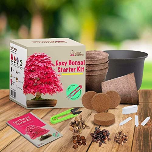 Grow Your own Bonsai kit – Easily Grow 4 Types of Bonsai Trees with Our Complete Beginner Friendly Bonsai Seeds Starter kit – Unique Seed kit Gift idea - Image 2