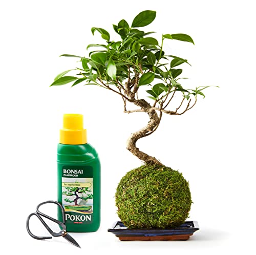 Bonsai Liquid Fertilizer For Indoor Plants | Liquid Plant Food | Plant Nutrients | Bonsai Tree Feed for Plant Growth - Bonsai Tree Indoor Garden Kit - 250ml Food Tree Fertilizer And Pruning Scissors - Image 6