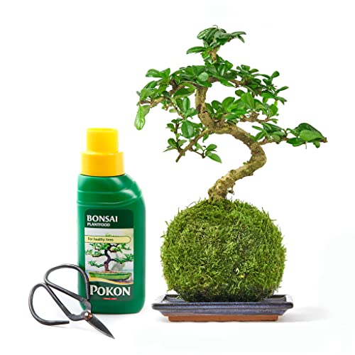 Bonsai Liquid Fertilizer For Indoor Plants | Liquid Plant Food | Plant Nutrients | Bonsai Tree Feed for Plant Growth - Bonsai Tree Indoor Garden Kit - 250ml Food Tree Fertilizer And Pruning Scissors - Image 5