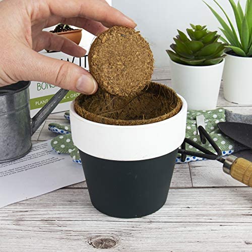 Gift Republic GR200006 : Grow It. Grow Your Own Bonsai Trees, 12.0 cm*12.0 cm*12.0 cm - Image 3