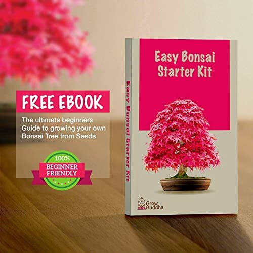 Grow Your own Bonsai kit – Easily Grow 4 Types of Bonsai Trees with Our Complete Beginner Friendly Bonsai Seeds Starter kit – Unique Seed kit Gift idea - Image 4