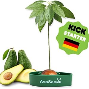 AvoSeedo - Grow Your Own Avocado Tree