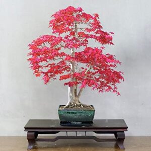 Bonsai Growing Kit - Sweet Gum – Liquidambar Formosana – Ornamental Tree – Great for Beginners to Grow – Seed Starter Kit