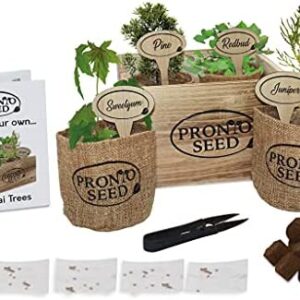 Bonsai kit, Bonsai Tree Growing kit, Premium Bonsai Set, Grow 4 Most Popular Varieties from Seed in Reusable Wooden Box