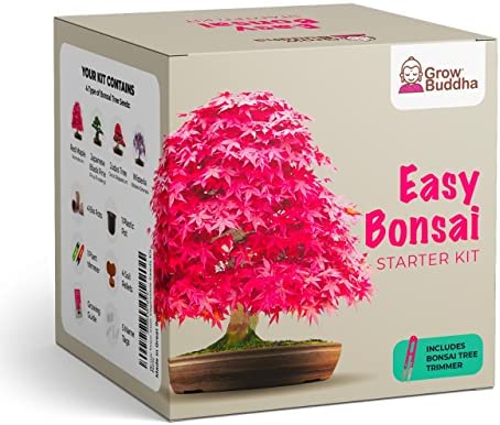 Grow Your own Bonsai kit – Easily Grow 4 Types of Bonsai Trees with Our Complete Beginner Friendly Bonsai Seeds Starter kit – Unique Seed kit Gift idea